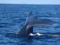 Дотянут ли Биткоин-киты рынок до $30 000?