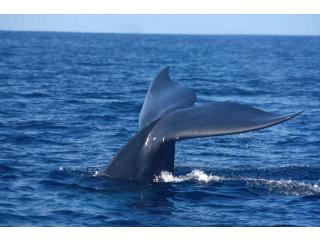 Дотянут ли Биткоин-киты рынок до $30 000?